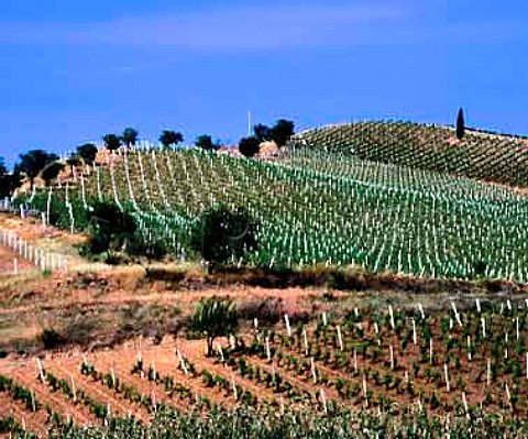 Vineyards on the Regaleali estate of Giusseppe Tasca   Count of Almerita which straddles the provinces of   Palermo and Caltanissetta near Vallelunga Pratameno   Sicily