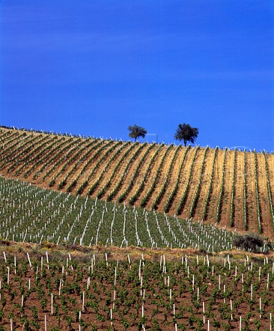 Vineyards on the Regaleali estate which straddles   the provinces of Palermo and Caltanissetta near   Vallelunga Pratameno Sicily