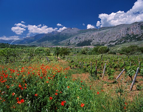 Vineyards and springtime poppies with Monte Pollino in distance Frascineto Calabria Italy DOC Pollino