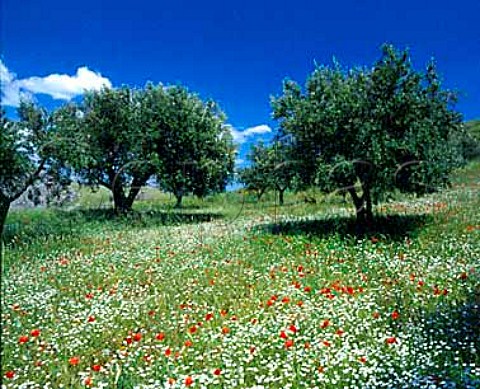 Spring flowers in olive grove near Castrovillari   Calabria Italy