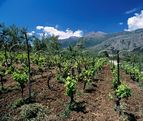 Vineyard at the foot of Monte Pollino Frascineto   Calabria Italy Pollino