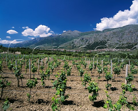 Vineyard at the foot of Monte Pollino Frascineto   Calabria Italy Pollino