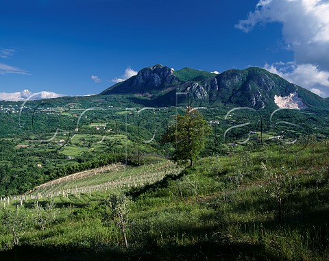 Mastroberardino Radici estate Lapio Campania Italy Taurasi  Fiano di Avellino