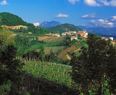 Vineyard at Tufo Campania Italy   DOC Greco di Tufo