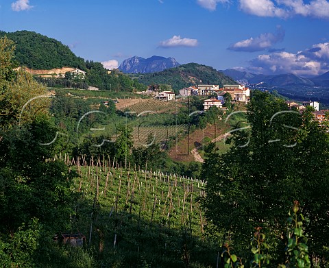 Vineyards at Tufo Campania Italy Greco di Tufo