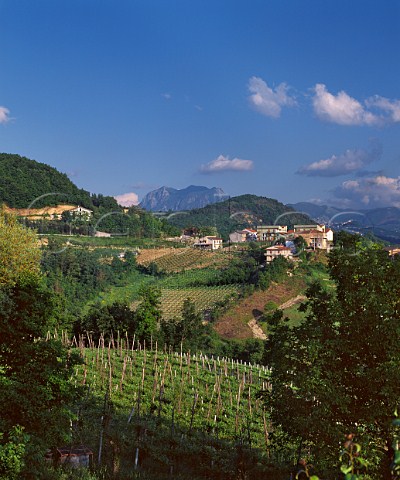 Vineyards at Tufo Campania Italy Greco di Tufo