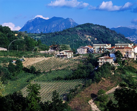Vineyards at Tufo Campania Italy   DOC Greco di Tufo