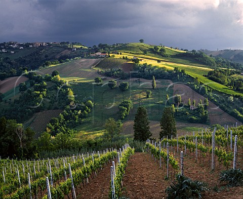 Stormy evening light over vineyards at Montecarotto Marches Italy Verdicchio dei Castelli di Jesi Classico