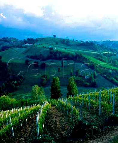 Stormy evening light over the vineyards of   Montecarotto Marches Italy DOC Verdicchio dei   Castelli di Jesi Classico