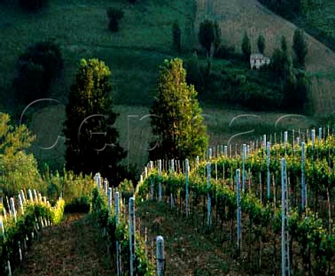 Late evening sunlight on vineyards at Montecarotto   Marches Italy DOC Verdicchio dei Castelli di Jesi   Classico