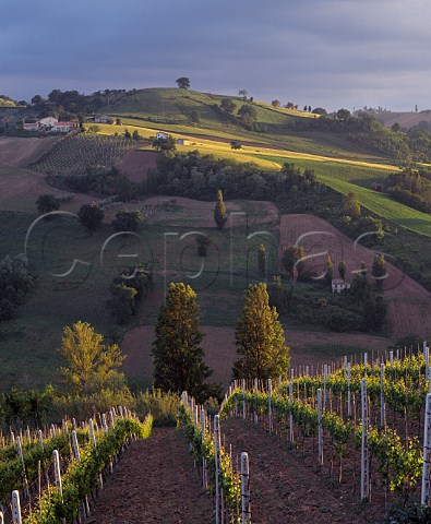 Late evening sunlight on vineyards at Montecarotto Marches Italy  DOC Verdicchio dei Castelli di Jesi Classico