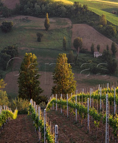 Late evening sunlight on vineyard at Montecarotto Marches Italy DOC Verdicchio dei Castelli di Jesi Classico