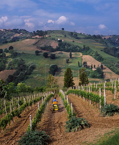 Spraying vineyard in the spring at Montecarotto Marches Italy Verdicchio dei Castelli di Jesi Classico