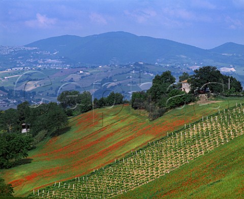 Vineyard and poppies near Montecarotto Marches Italy Verdicchio dei Castelli di Jesi Classico