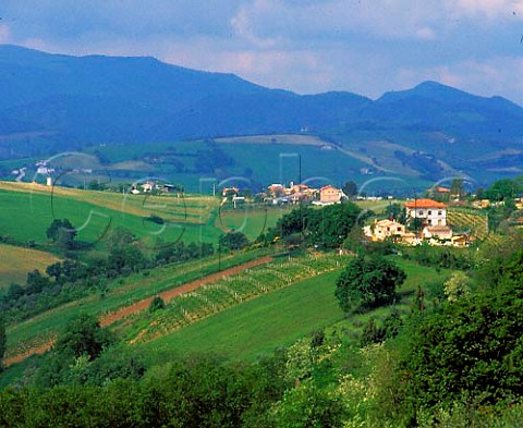 Vineyard and houses with the Apennines in the   distance near Rosora Marches Italy   Verdicchio dei Castelli di Jesi Classico