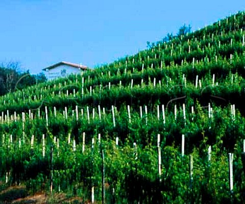 Vineyard of Ronco del Castagneto Prepotto Friuli   Italy Colli Orientali del Friuli