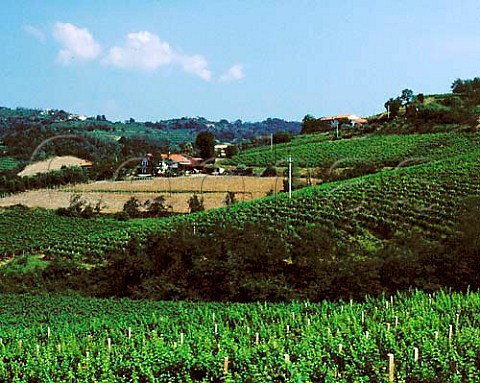 Vineyards near San Floriano del Collio Friuli   Italy  Collio