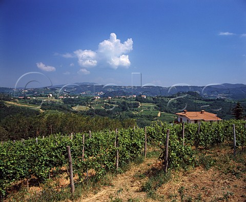 View over vineyards at San Floriano del Collio with    Slovenia in the distance   Friuli Italy    Collio Goriziano