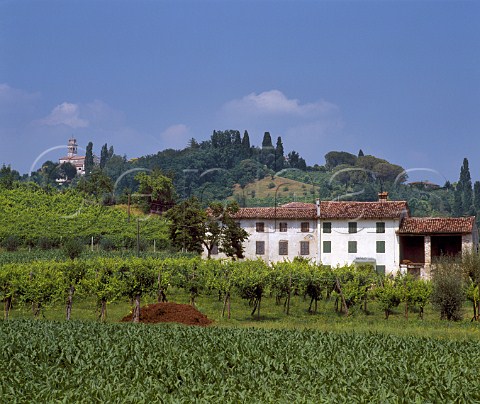 Vineyards near Conegliano Veneto Italy   Prosecco  di ConeglianoValdobbidene