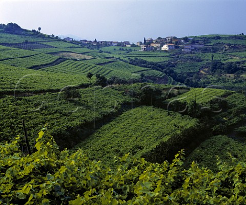View over La Fitta vineyard one of the top sites of   Soave to the hamlet of Fitta     Veneto Italy   DOC Soave Classico