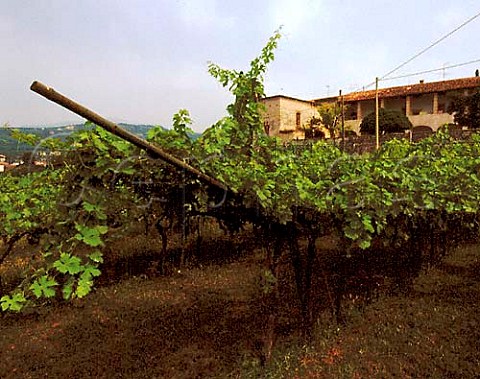 Vineyard near Valgatara Veneto Italy   Valpolicella Classico