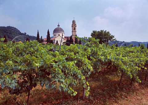 Vineyard and church at Marano di Valpolicella Veneto Italy Valpolicella Classico