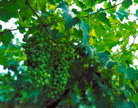 Bunches of grapes in July at Marano di Valpolicella   Veneto Italy   Valpolicella Classico