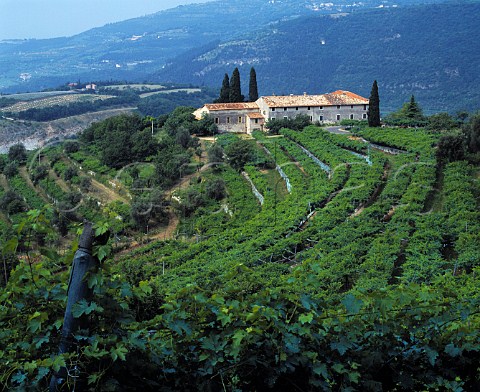 Vineyards in the hills above Fumane Veneto Italy   Valpolicella Classico