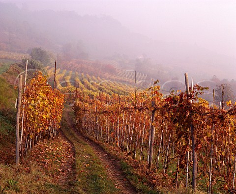 Vineyard in the autumn mist at La Morra Piemonte Italy Barolo