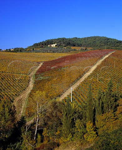 The Tignanello vineyard with the Solaia vineyard at its centre on the Antinori Santa Christina estate  Mercatale Val di Pesa Tuscany Italy