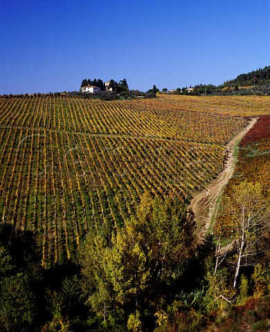 The Tignanello vineyard on the Antinori Santa Cristina estate at Mercatale Val di Pesa Tuscany Italy