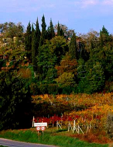 Vineyard at Pancole near San Gimignano Tuscany   Italy Vernaccia di San Gimignano  Chianti Colli   Senesi