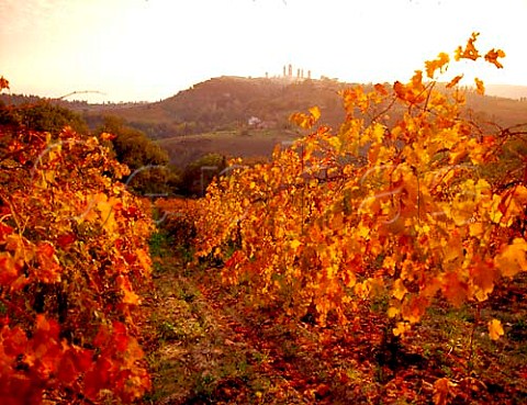 Autumnal vineyard with the hilltop town of San   Gimignano beyond Tuscany Italy   Vernaccia di San Gimignano  Chianti Colli Senesi