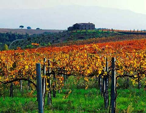 Vineyard of Villa Banfi Tavernelle Tuscany Italy Brunello di Montalcino