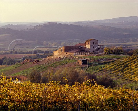 Vineyards of Villa Banfi SantAngelo Scalo   Tuscany Italy Brunello di Montalcino