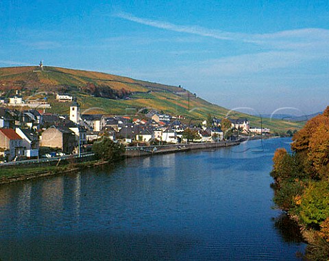 Autumnal vineyards above the town of Wormeldange and the Moselle River Luxembourg