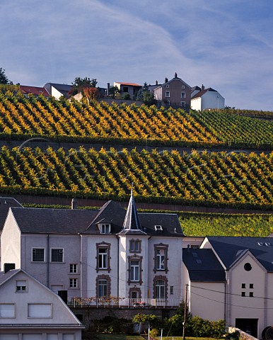 Vineyards at Wormeldange in the Moselle Valley   Luxembourg