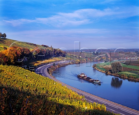 Vineyards in the valley of the Moselle River north   of Remich Luxembourg The river here is the border between Germany and Luxembourg
