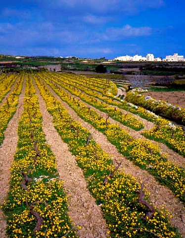 Well tended vineyard in early spring near Saint   Pauls Bay Malta