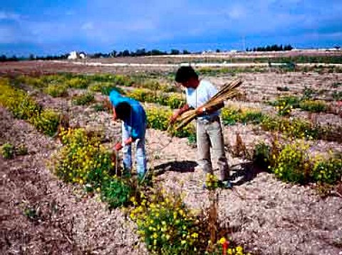 Putting in canes for young vines in the 19ha   vineyard of Meridiana at TaQali Malta Mark   MiceliFarrugia in partner ship with Piero   Antinori commenced planting the 90000 vines in   January 94