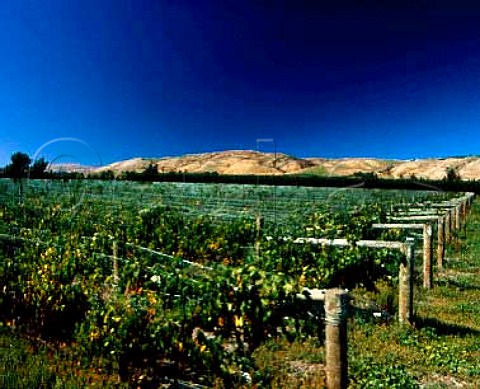 Waipara Springs Vineyard Canterbury  NZ South   Island