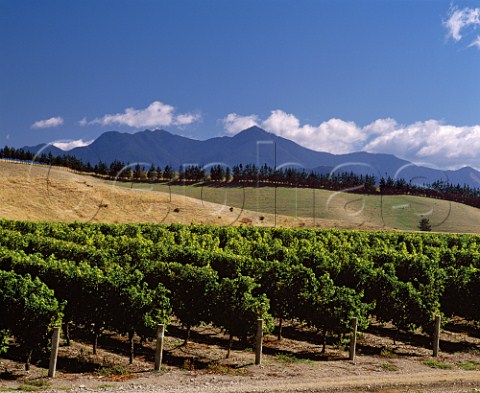 Montana Brancott Estate vineyard with the Richmond Ranges in distance Marlborough New Zealand