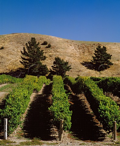Sauvignon Blanc vineyard on Montana Brancott Estate Marlborough New Zealand