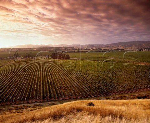 Sunrise over Montana Brancott Estate Vineyards Marlborough New Zealand