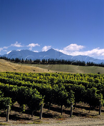 Vineyard on Montanas Brancott Estate with the   Richmond Range beyond Blenheim  New Zealand    Marlborough