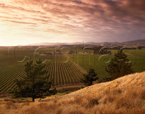 Sunrise over Montana Brancott Estate vineyards Marlborough New Zealand 