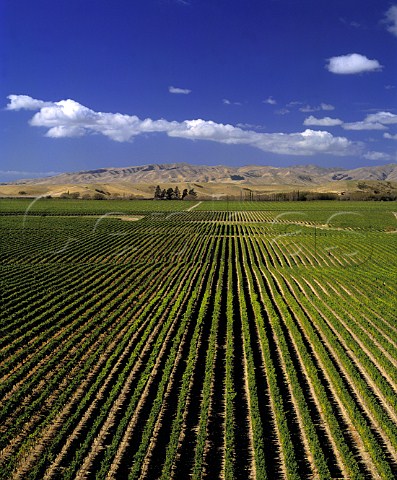 Montanas Brancott Estate Vineyards in the   Wairau Valley Blenheim New Zealand    Marlborough