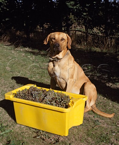 Dog with a box of harvested Chardonnay grapes Martinborough  New Zealand