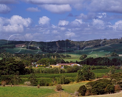 Vineyards and winery of Matua  Waimauku near Auckland New Zealand  Kumeu