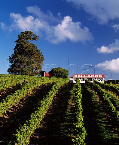 Vineyard of Collard Brothers at Henderson near Auckland New Zealand 